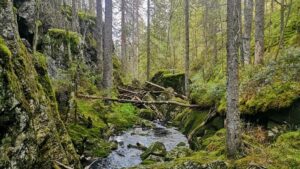 Naturskog med bekk