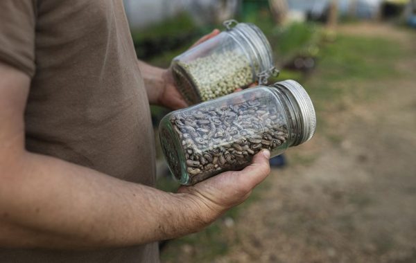 Frø Seeds