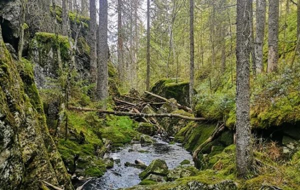 Naturskog med bekk